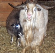 WFF Buck Lee